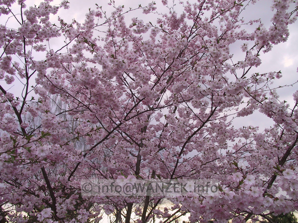 Prunus sargentii Accolade 04 Sol nah.JPG